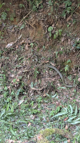 Big-Eyed Ratsnake