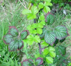 Rubus bartonii