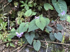 Viola shinchikuensis