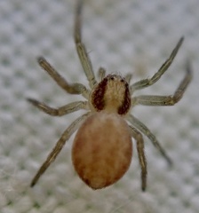 Philodromus rufus
