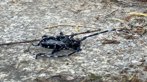 Citrus Longhorn Beetle