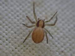 Philodromus rufus