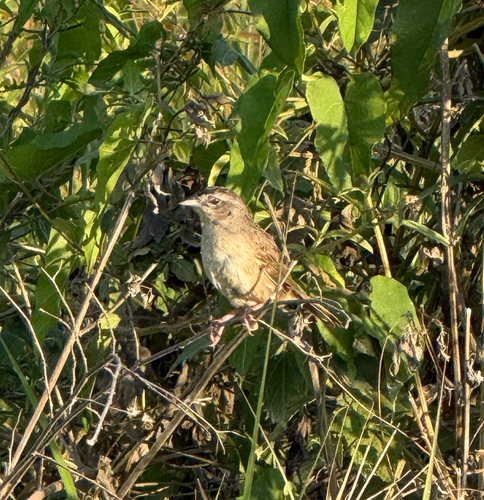Botteri's Sparrow