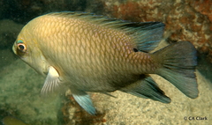 Hemiglyphidodon plagiometopon