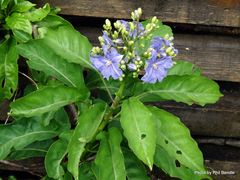 Solanum wendlandii