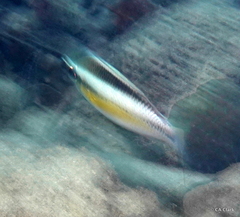 Scolopsis margaritifera