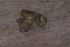 Disphragis baracoana