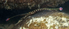 Dunckerocampus dactyliophorus