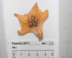 Image of Hymenaster pellucidus
