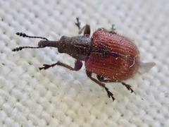 Tatianaerhynchites aequatus