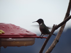 Selasphorus scintilla