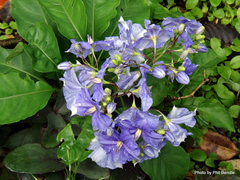 Solanum wendlandii
