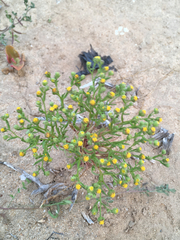 Amblyopappus pusillus