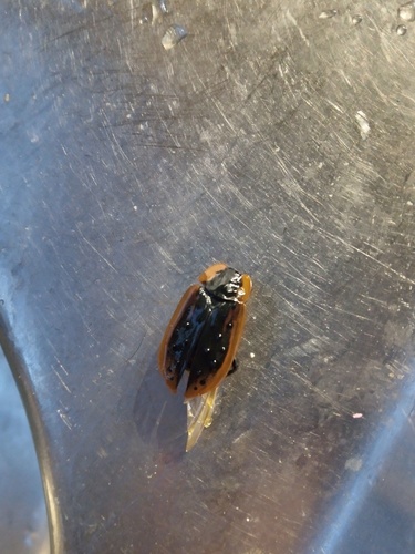 Carrion Beetle