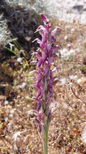 Holy Orchid