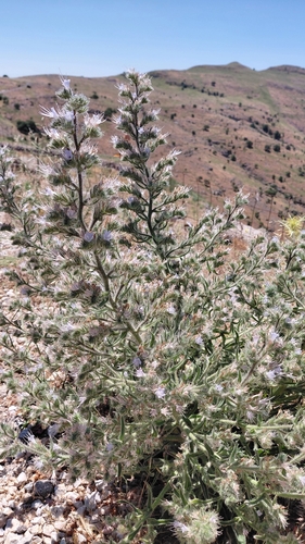Pale Bugloss