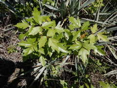 Toxicodendron radicans negundo