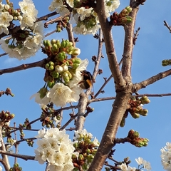 Bombus terrestris sassaricus