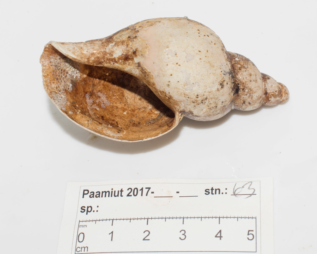Volutopsius
