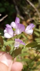 Lathyrus jepsonii californicus
