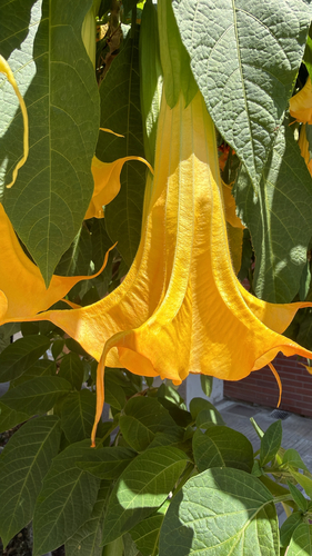 Golden Angel's Trumpet