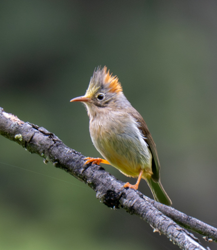 Yuhina occipitalis observed 2026-05-18