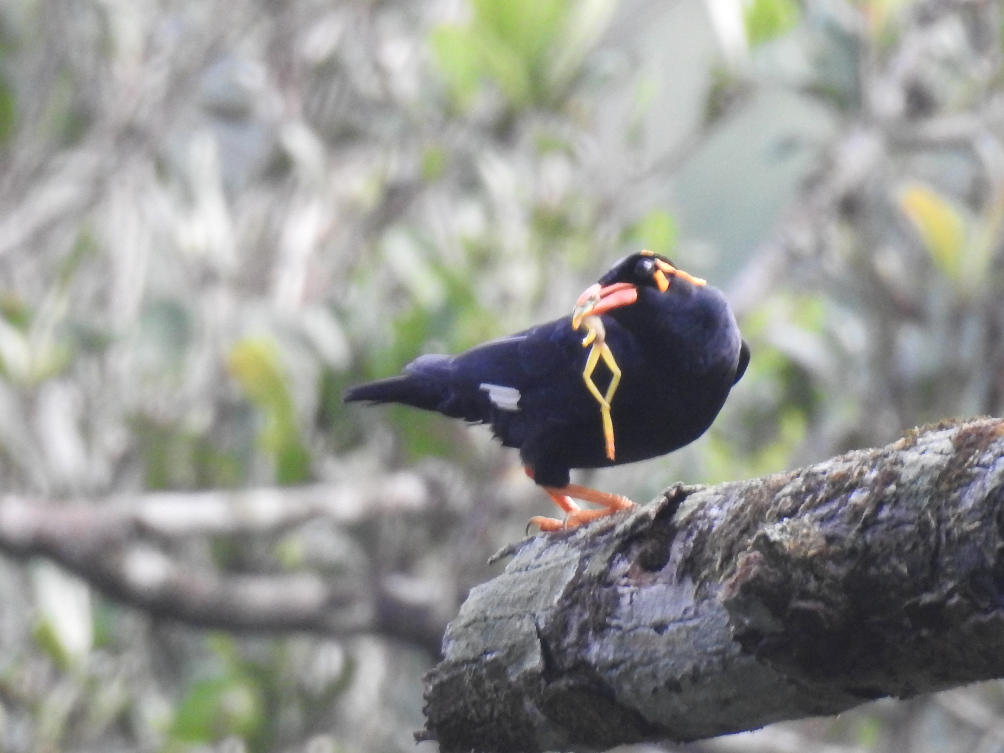Southern Hill Myna (Gracula indica), photo 5