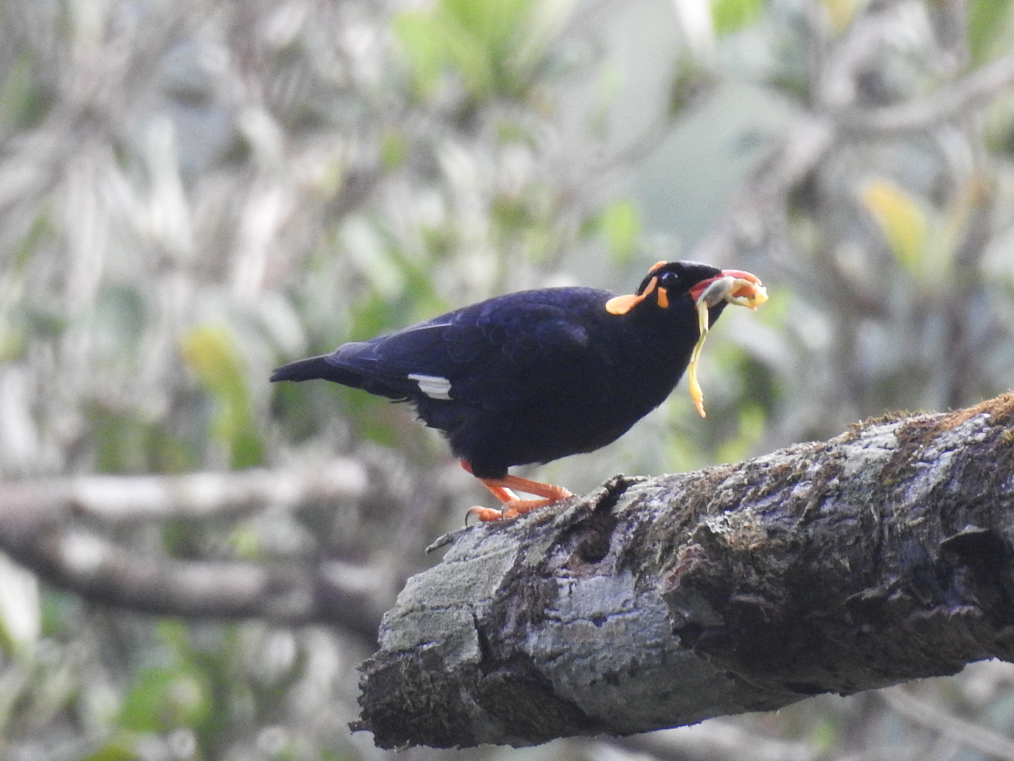 Southern Hill Myna (Gracula indica), photo 6