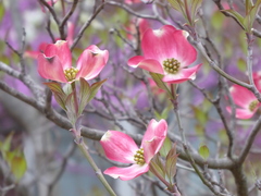 Cornus florida rubra