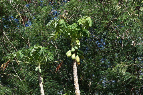 Papaya