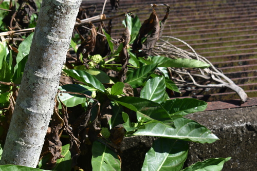 Noni