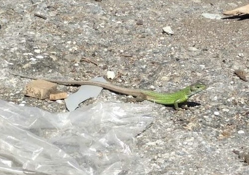 Green Lizard