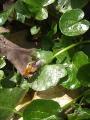 Criorhina floccosa