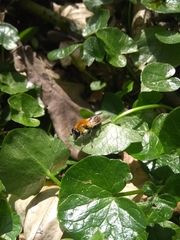 Criorhina floccosa