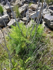 Foeniculum vulgare