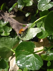 Criorhina floccosa