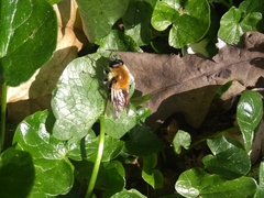 Criorhina floccosa
