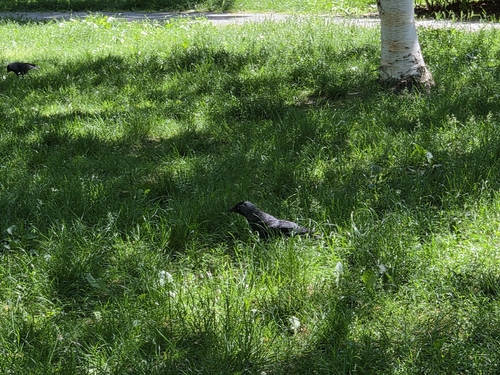 Eurasian Jackdaw