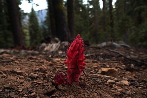 Snowplant