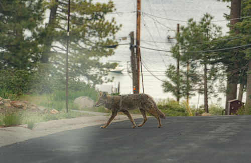 Coyote