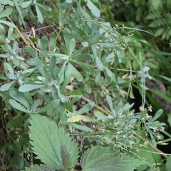 Schivereckia podolica