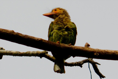 Brown-headed Barbet