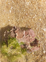 Lithophyllum incrustans