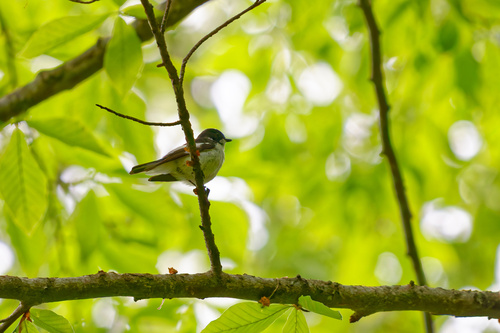 Semicollared Flycatcher (Ficedula semitorquata), photo 2