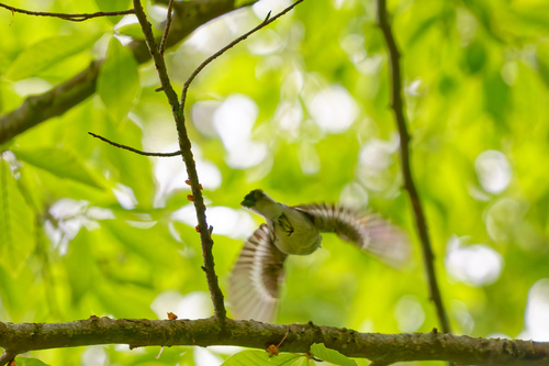 Semicollared Flycatcher (Ficedula semitorquata), photo 3