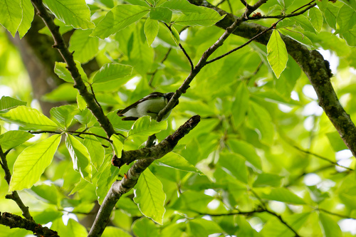 Semicollared Flycatcher (Ficedula semitorquata), photo 9