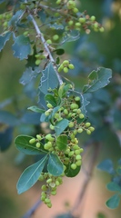 Searsia pentheri, photograph (c) Tony Rebelo, some rights reserved (CC BY-SA)