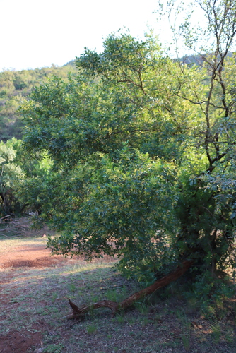 Searsia pentheri, photograph 5