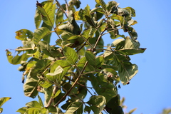 Combretum zeyheri, photograph (c) Tony Rebelo, some rights reserved (CC BY-SA)