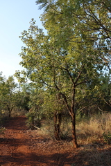 Combretum zeyheri, photograph (c) Tony Rebelo, some rights reserved (CC BY-SA)